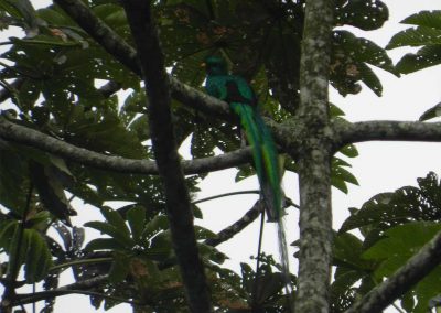 GCS-Verapaz-Quetzal01-JLB